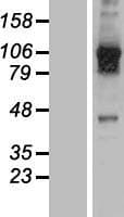 USP20 / VDU2 Protein (Over-Expression Lysate Myc-DDK (Flag))