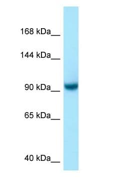 US01 / p115 Antibody (aa679-728)