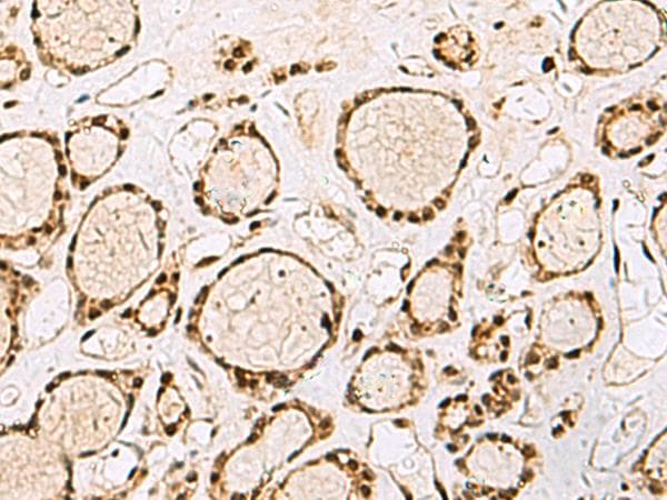 XRCC4 Antibody