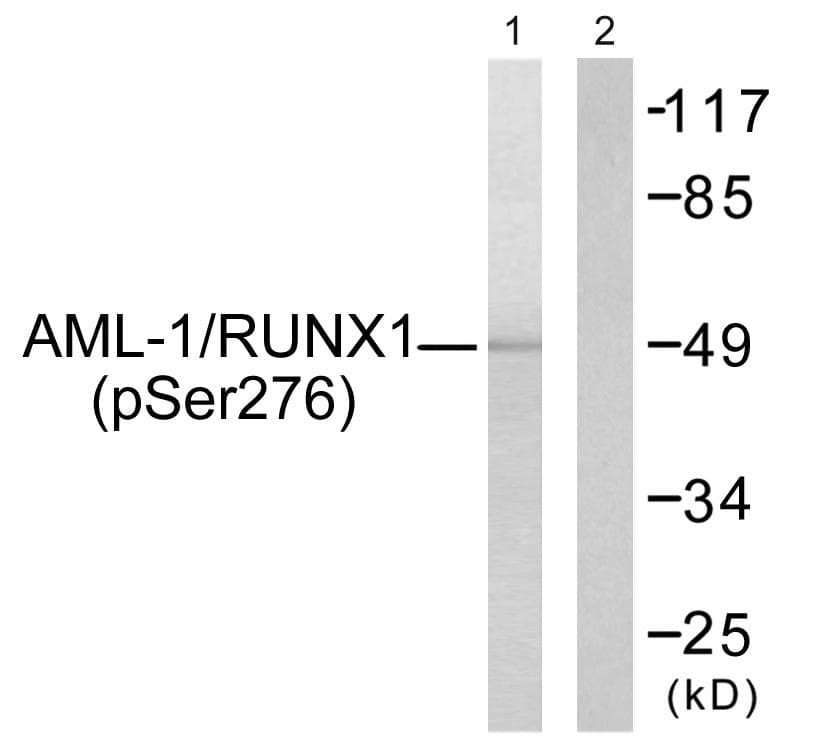 AML1 / RUNX1 Antibody (phospho-Ser276)