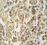 Polyclonal Rabbit anti-Human LUZP4 Antibody (aa33-62, IHC, WB)