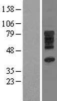 SLC28A3 Protein (Over-Expression Lysate Myc-DDK (Flag))