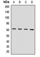 HIRIP3 Antibody