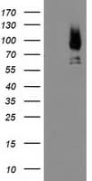 IHC-plus™ MAC-2-BP / LGALS3BP Antibody (clone 5E3)