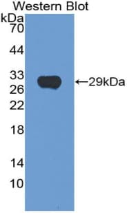 HEXA Antibody (aa318-529, Biotin)