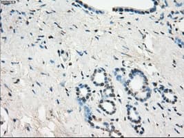 Monoclonal Mouse anti-Human GBP2 Antibody (clone OTI5E10, IHC, WB)