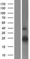 CLDN14 / Claudin 14 Protein (Over-Expression Lysate Myc-DDK (Flag))