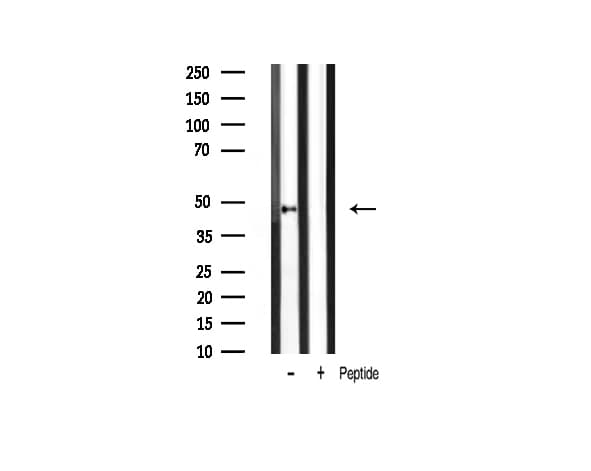 Polyclonal Rabbit anti-Human GATA3 Antibody (phospho-Ser308, IF, WB)