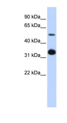 GDF2 / BMP9 Antibody (aa360-409)