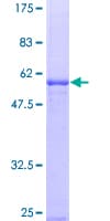 Human EBAG9 / RCAS1 Protein (Recombinant GST)