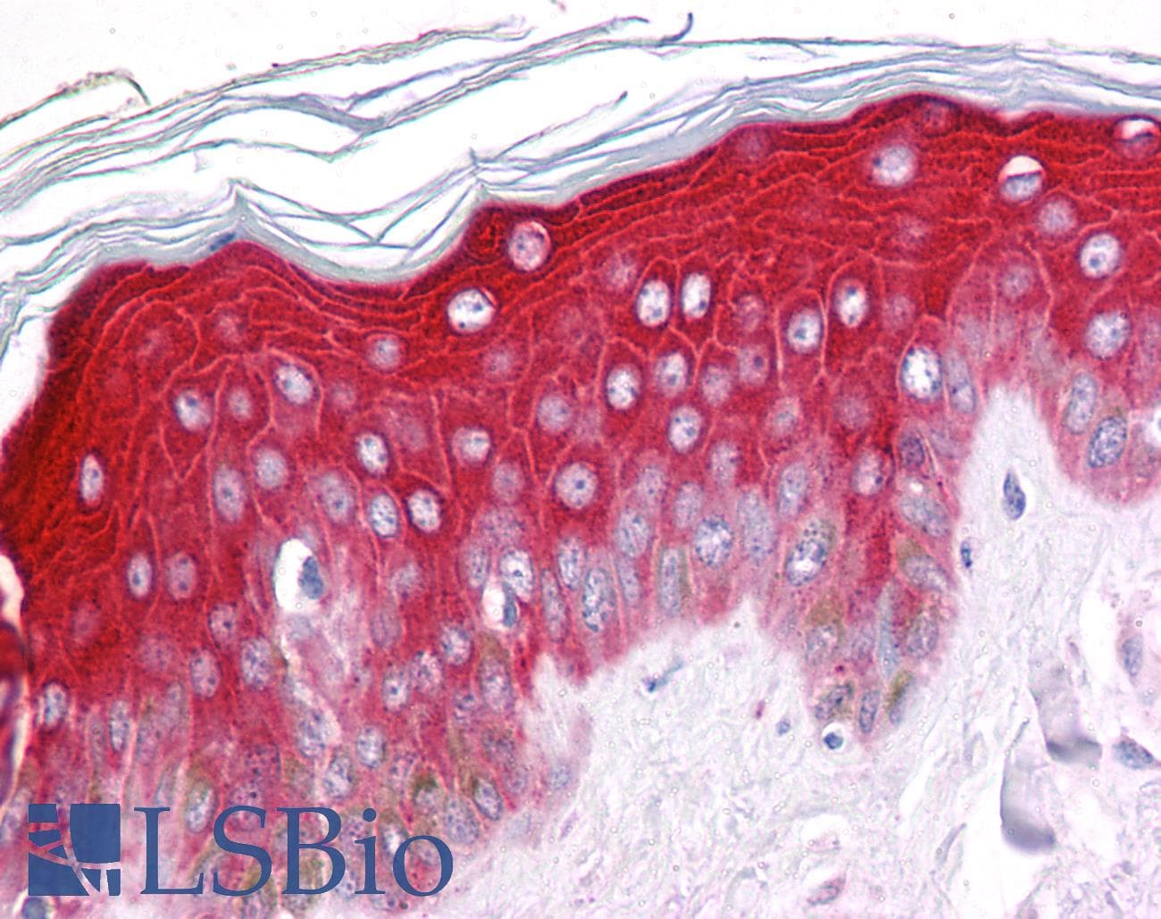 IHC-plus™ PIAS3 Antibody