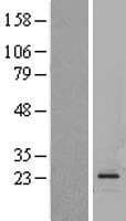 GCG / Glucagon Protein (Over-Expression Lysate Myc-DDK (Flag))