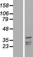 PHYHIP Protein (Over-Expression Lysate Myc-DDK (Flag))