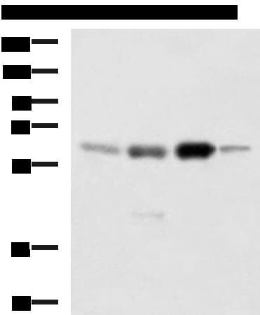 HDAC1 Antibody