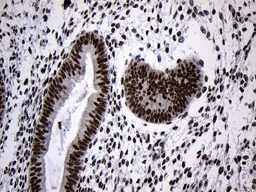 Monoclonal Mouse anti-Human ZNF670 Antibody (clone OTI3E1, IHC, WB)