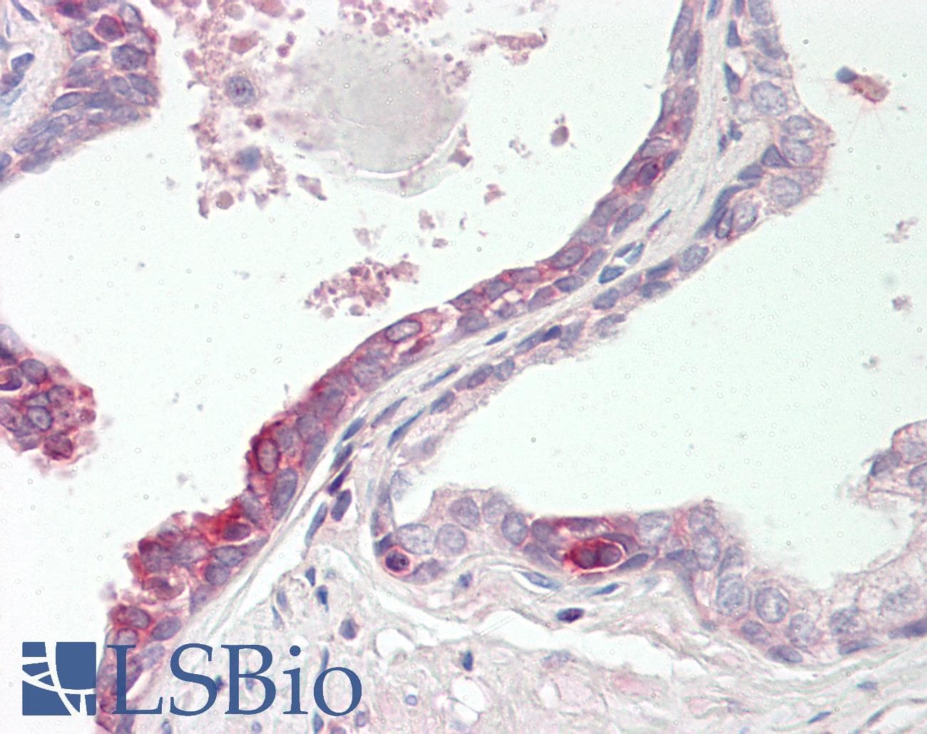RNH1 Antibody (aa251-300)
