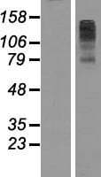 FBXL7 Protein (Over-Expression Lysate Myc-DDK (Flag))