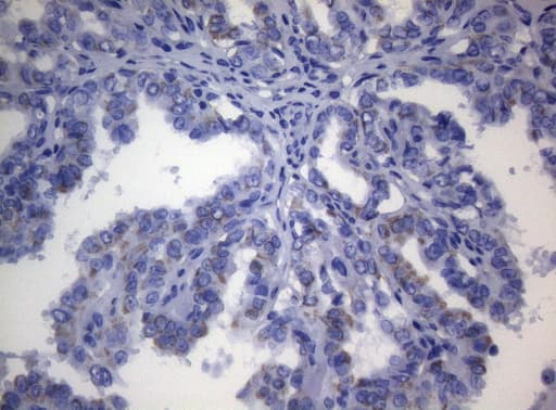 SHMT / SHMT2 Antibody (clone OTI1E6, Carrier-free)