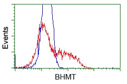 BHMT Antibody (clone OTI1E5)
