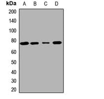 MKS1 Antibody