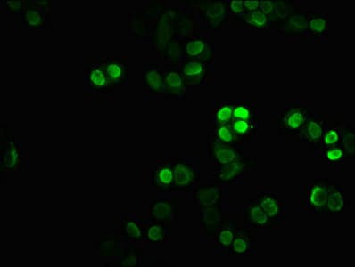 HIST1H1C Antibody