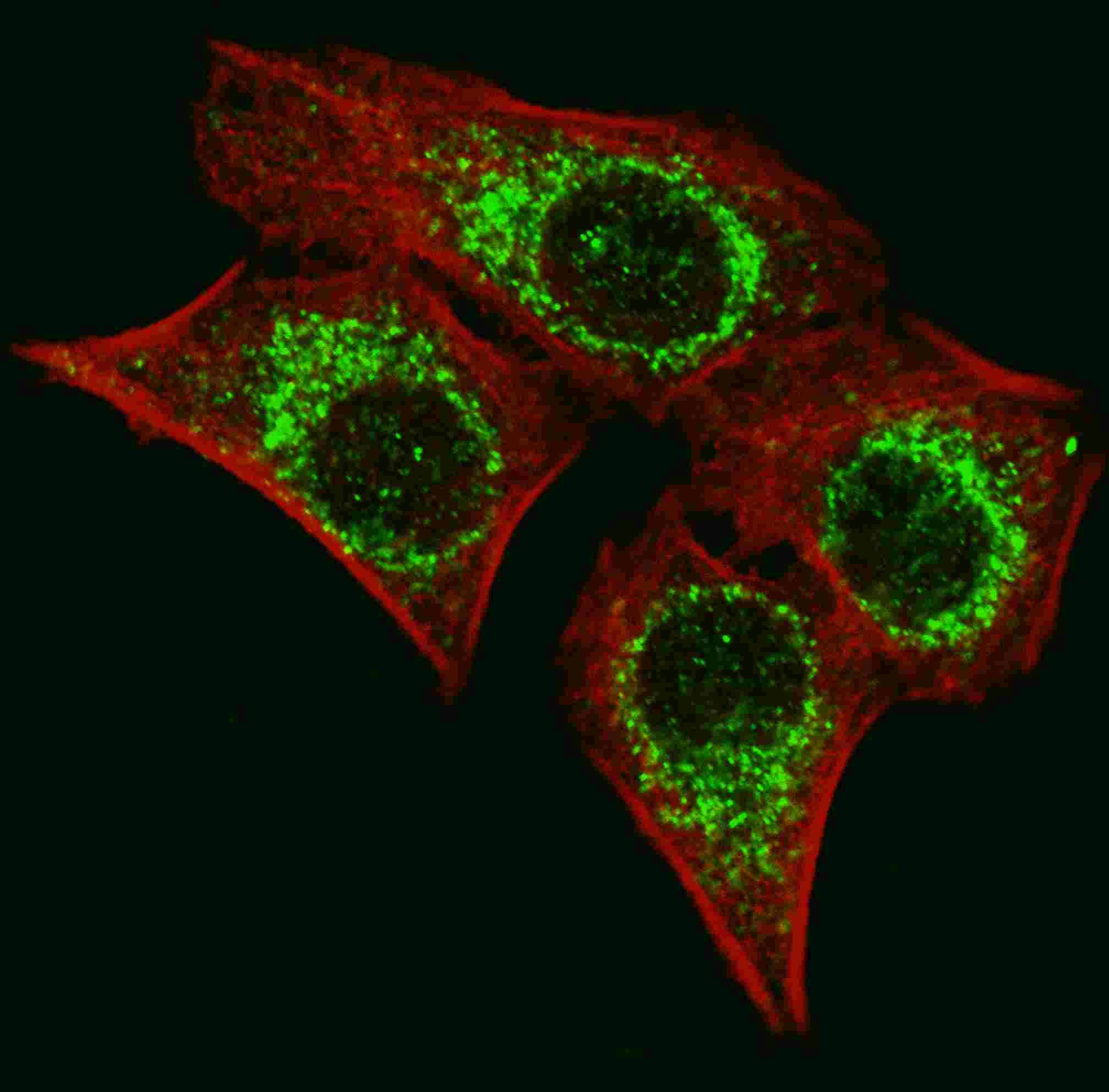 AIFM1 / AIF / PDCD8 Antibody (aa70-98)