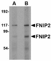 IHC-plus™ FNIP2 Antibody
