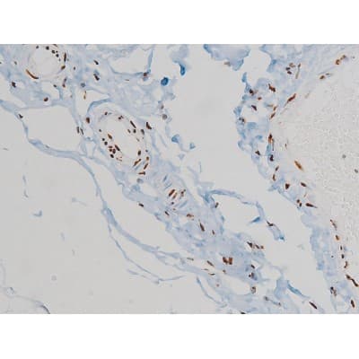 EZR / Ezrin Antibody (phospho-Tyr478)