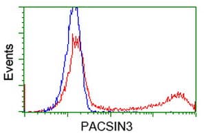 PACSIN3 Antibody (clone OTI4A5)