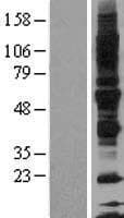 GP6 / GPVI Protein (Over-Expression Lysate Myc-DDK (Flag))