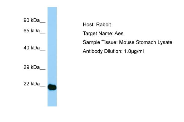 AES / Groucho Antibody (N-Terminus)