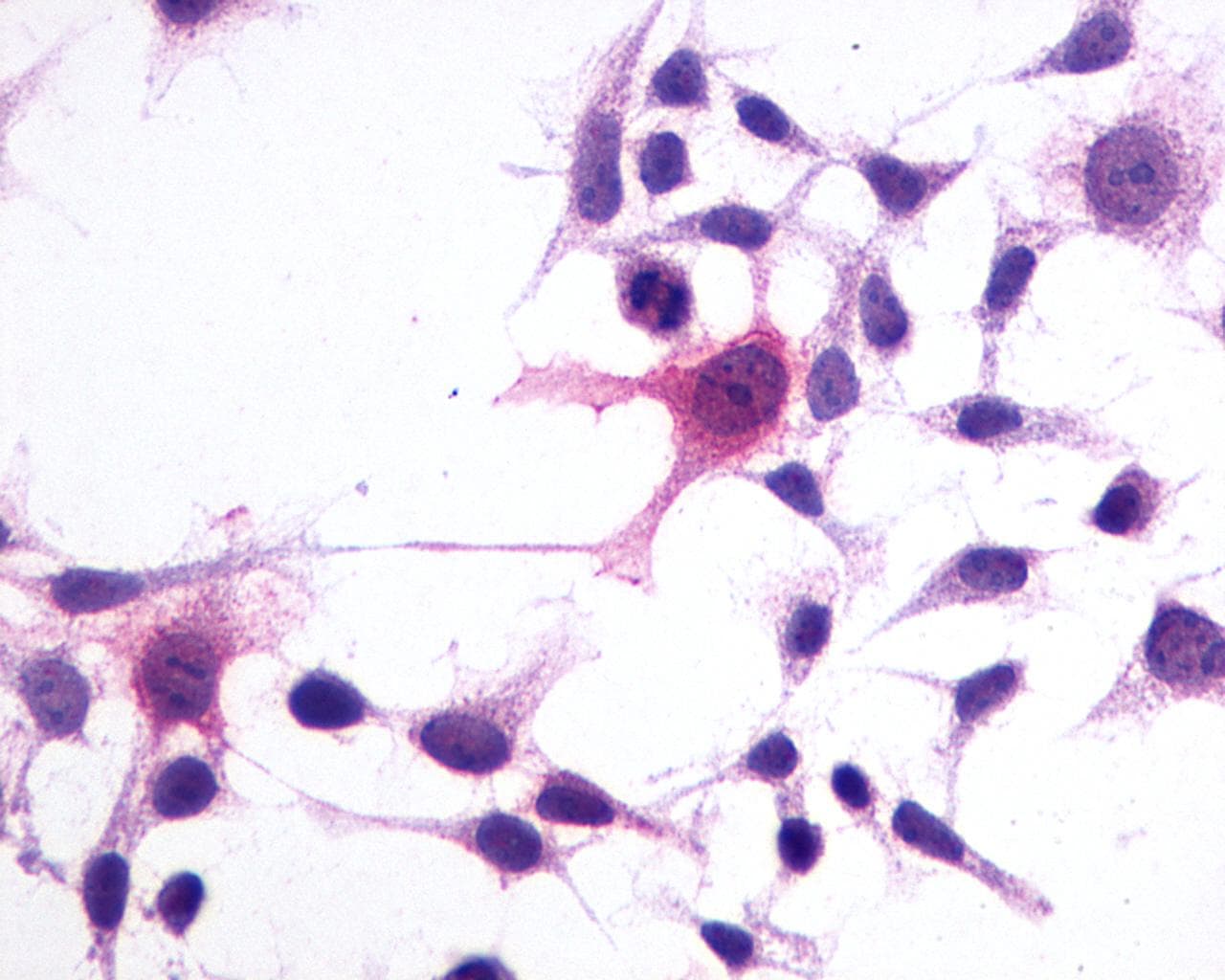 PathPlus™ GPR1 Antibody (C-Terminus)