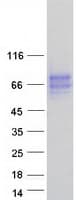 Human BTN2A2 Protein (Recombinant Myc-DDK (Flag))