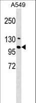Arkadia / RNF111 Antibody (aa209-237)