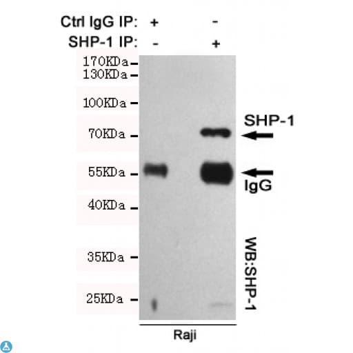 PTPN6 / SHP1 Antibody