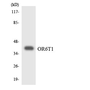OR6T1 Antibody (aa254-303)