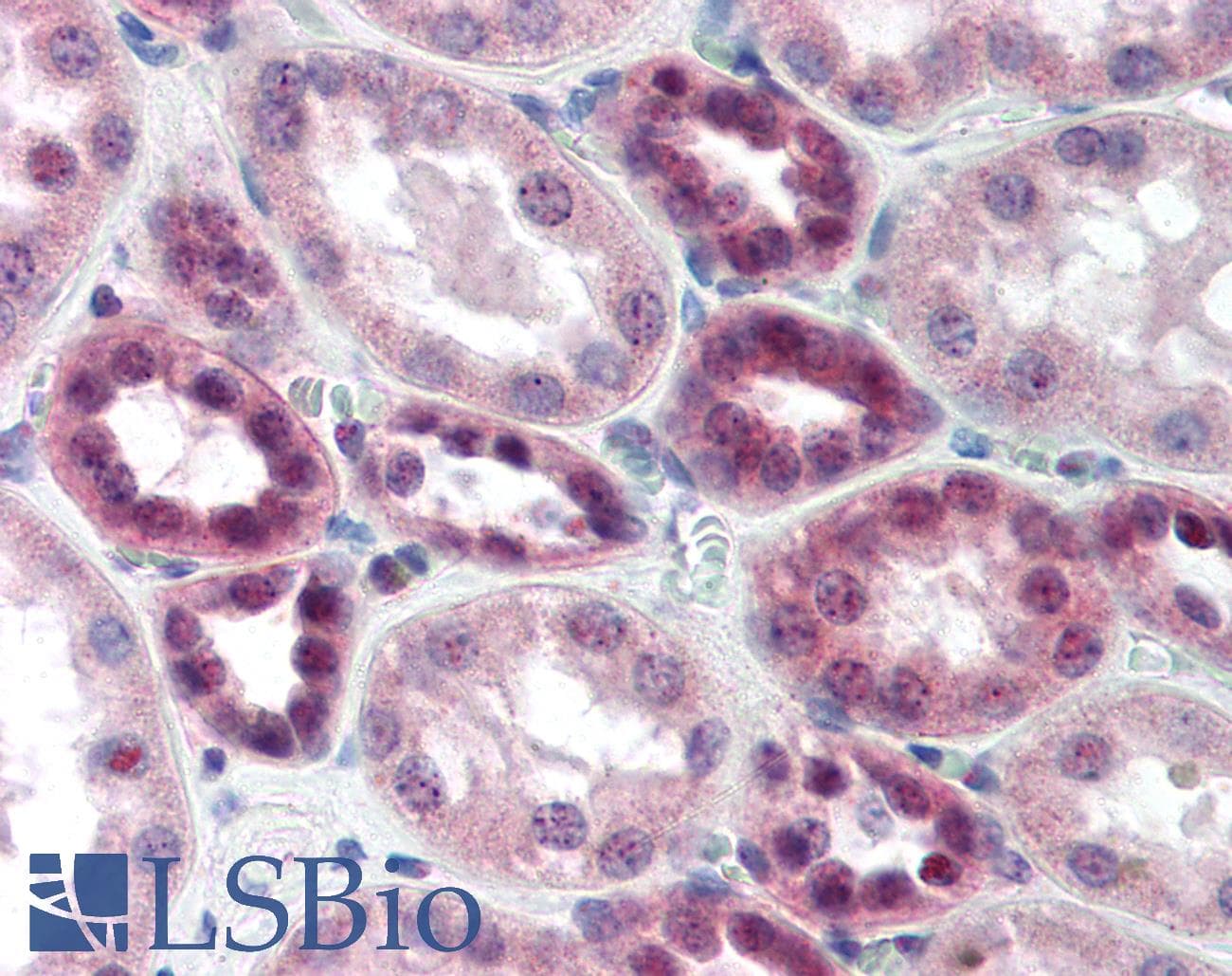 IHC-plus™ DAXX Antibody