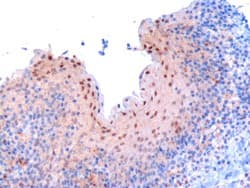 IHC-plus™ RANBPM Antibody (aa717-729)