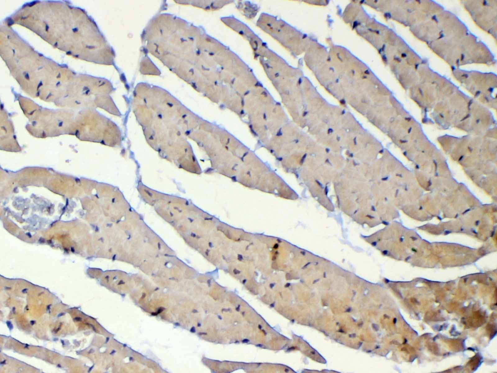 DNMT / DNMT1 Antibody