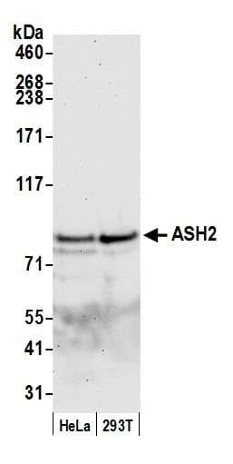 ASH2L / ASH2 Antibody (aa225-275)