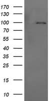 PIK3R5 Antibody (clone OTI2A6)
