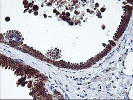 Monoclonal Mouse anti-Human ITFG2 Antibody (clone OTI3A3, IHC, WB)