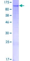 Human FAM160B1 Protein (Recombinant GST)