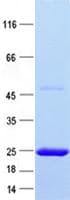 Human SLC30A4 Protein (Recombinant ABP-His, N-terminus)