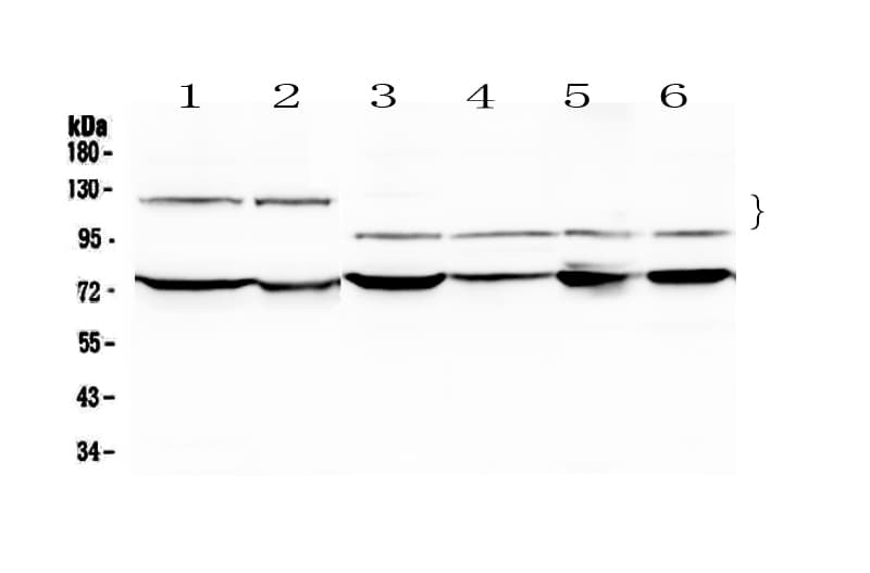 Polyclonal Rabbit anti-Human NFATC4 / NFAT3 Antibody (IHC, WB)