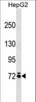 MOX / MOXD1 Antibody (aa74-100)