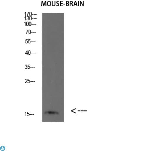 Polyclonal Rabbit anti-Human FABP7 / BLBP / MRG Antibody (WB)