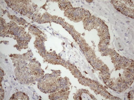 Monoclonal Mouse anti-Human LIME1 / LIME Antibody (clone OTI5D3, aa30-295, IHC, WB)