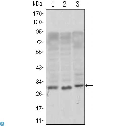 Monoclonal Mouse anti-Human CD69 Antibody (IHC, WB)