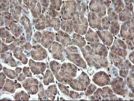 ERG Antibody (clone OTI4G10, Carrier-free)